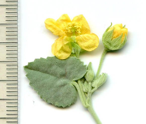  Abutilon malacum